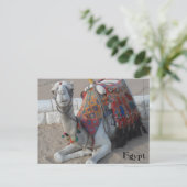 Carte Postale Camel d'Égypte (Debout devant)