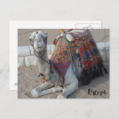 Carte Postale Camel d'Égypte (Devant / Derrière)