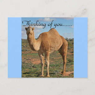Carte Postale Camel Desert Destiny Zazzle Penser à vous