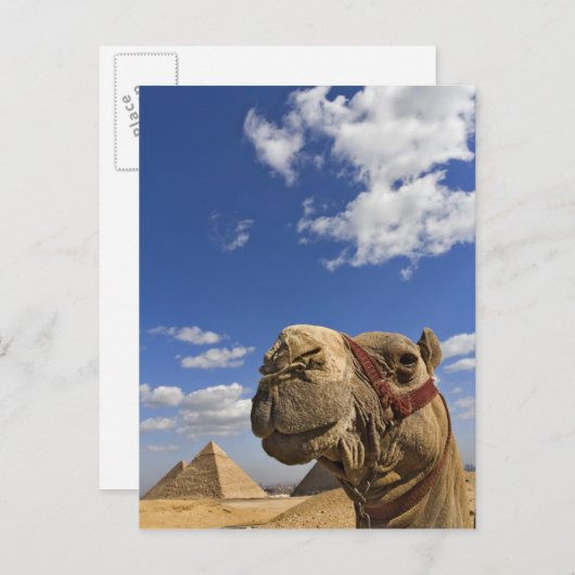 Carte Postale Camel devant les pyramides de Gizeh, Egypte, (Devant / Derrière)