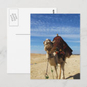 Carte Postale Camel en Egypte photo (Devant / Derrière)