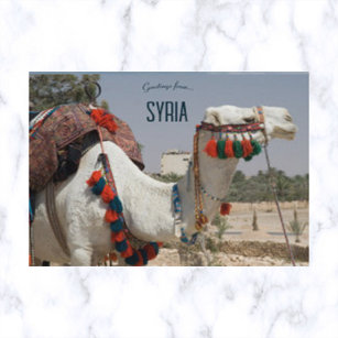 Carte Postale Camel en Syrie