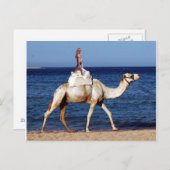 Carte Postale Camel équitation sur la plage (Devant / Derrière)