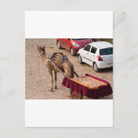 Carte Postale Camel et voiture (Devant)