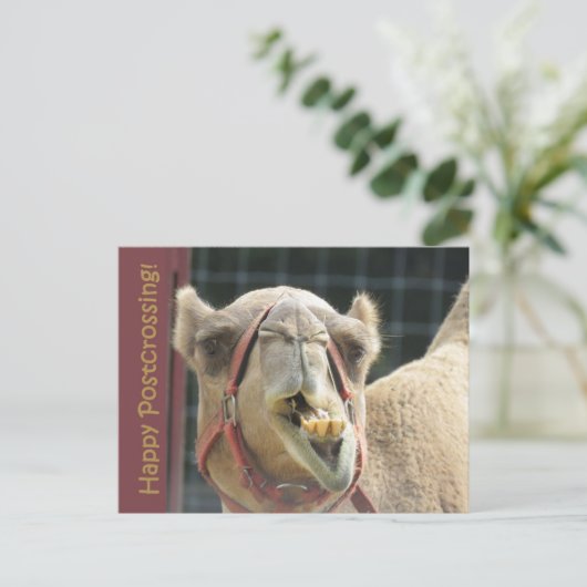Carte postale Camel Funny (Debout devant)