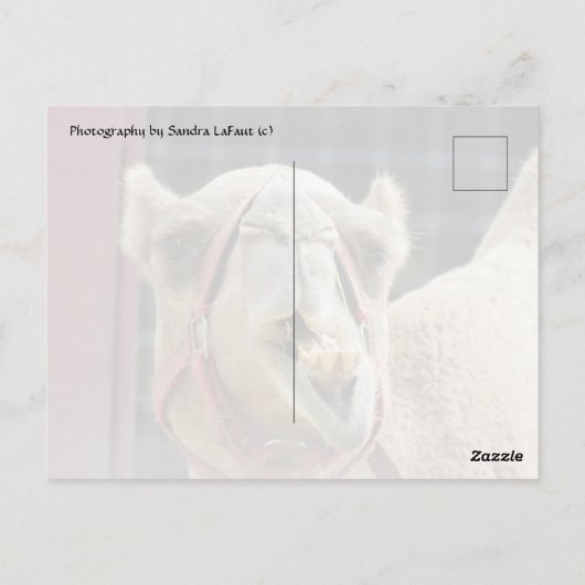 Carte postale Camel Funny (Dos)