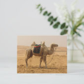 Carte Postale Camel in the desert (Debout devant)