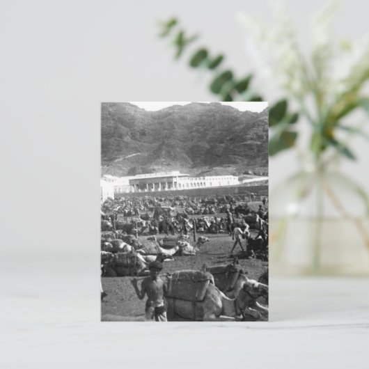 Carte Postale Camel Market, Aden, Yémen 1902 (Debout devant)