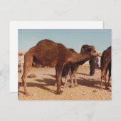 Carte postale Camel marocain (Devant / Derrière)