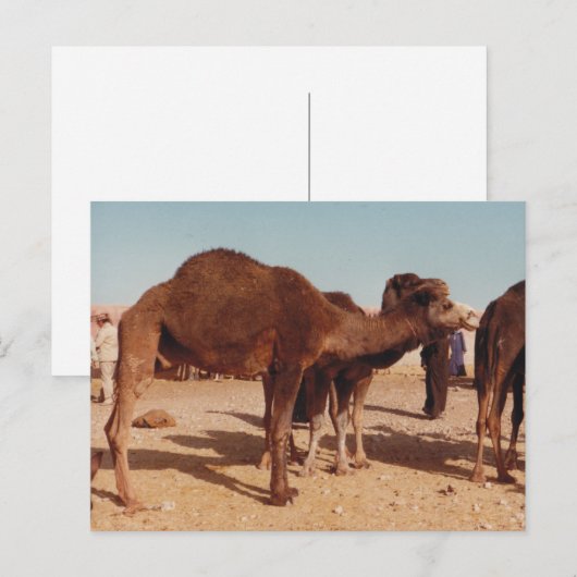 Carte postale Camel marocain (Devant / Derrière)