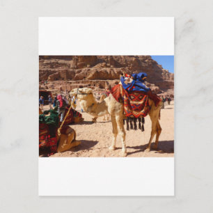 Carte Postale Camel Moyen-Orient Nature Animaux Destin Cadeaux