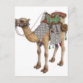 Carte Postale Camel préparé pour l'ancien cavalier (Devant)