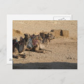 Carte Postale Camel Sitting (Devant / Derrière)