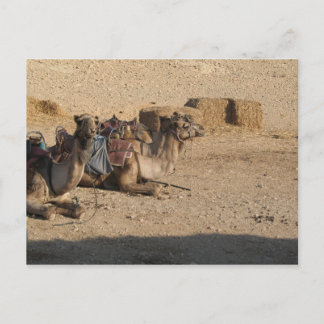 Carte Postale Camel Sitting