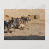 Carte Postale Camel Sitting (Devant)