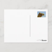 Carte Postale Camel souriant en profil (Dos)