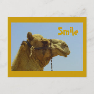 Carte Postale Camel souriant en profil