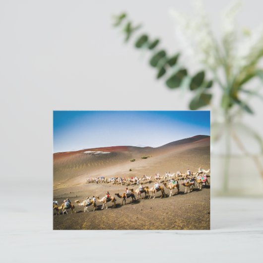 Carte Postale Camel Train de Lanzarote (Debout devant)