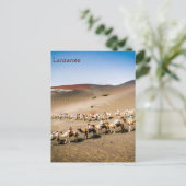Carte Postale Camel Train de Lanzarote (Debout devant)