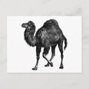 Carte Postale Camel vintage