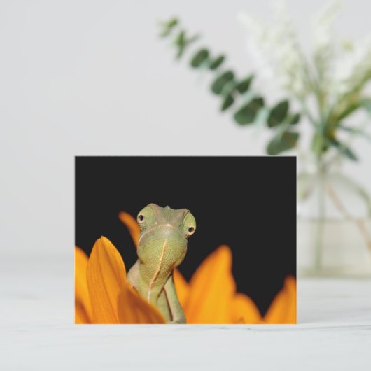 Carte Postale caméléon (Debout devant)