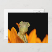 Carte Postale caméléon (Devant / Derrière)