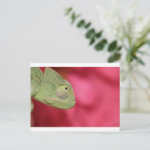 Carte Postale caméléon (Debout devant)