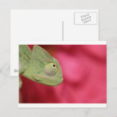 Carte Postale caméléon (Devant / Derrière)