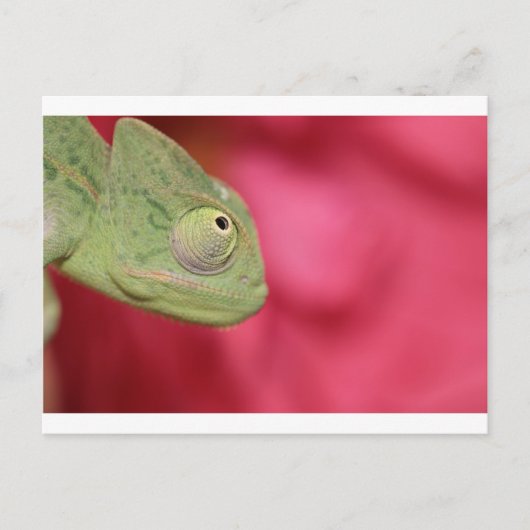 Carte Postale caméléon (Devant)