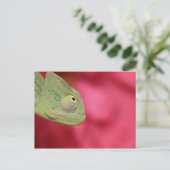 Carte Postale caméléon (Debout devant)