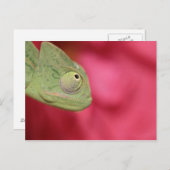 Carte Postale caméléon (Devant / Derrière)