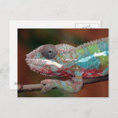Carte Postale caméléon (Devant / Derrière)