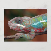 Carte Postale caméléon (Devant)