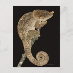 Carte Postale Caméléon à cornes courtes (Calumma brevicornis)