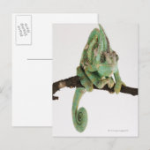 Carte Postale Caméléon aux couleurs vives avec caractéristique (Devant / Derrière)