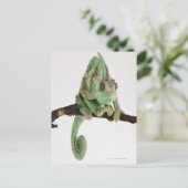 Carte Postale Caméléon aux couleurs vives avec caractéristique (Debout devant)