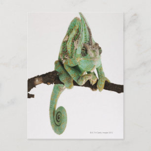 Carte Postale Caméléon aux couleurs vives avec caractéristique