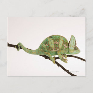 Carte Postale Caméléon aux couleurs vives avec caractéristique 2
