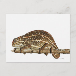 Carte Postale Caméléon bijoux, caméléon de Campan