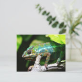 Carte Postale Caméléon coloré (Debout devant)