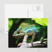 Carte Postale Caméléon coloré (Devant / Derrière)