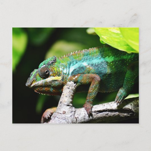 Carte Postale Caméléon coloré (Devant)