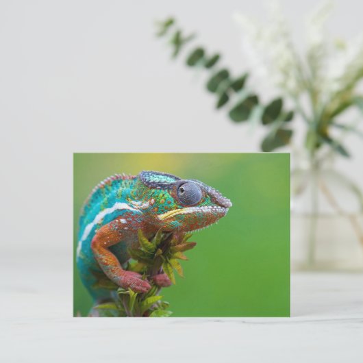 Carte Postale Caméléon Coloré (Debout devant)
