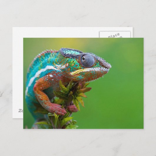 Carte Postale Caméléon Coloré (Devant / Derrière)