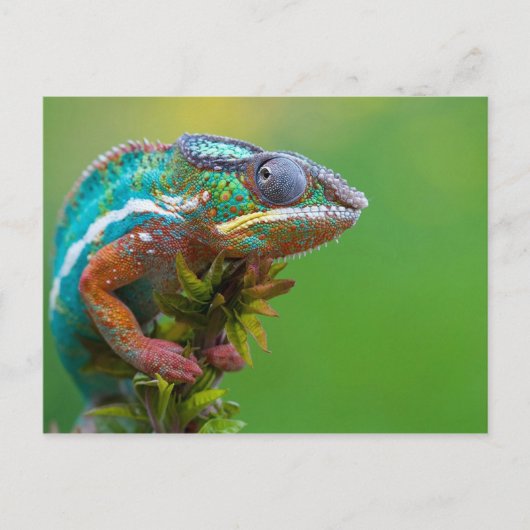 Carte Postale Caméléon Coloré (Devant)