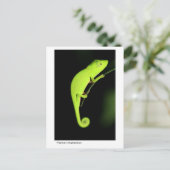 Carte Postale Caméléon de Perinet (Debout devant)