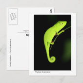 Carte Postale Caméléon de Perinet (Devant / Derrière)