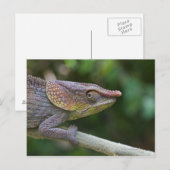 Carte Postale Caméléon éléphant, Madagascar (Devant / Derrière)