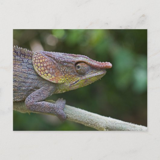 Carte Postale Caméléon éléphant, Madagascar (Devant)