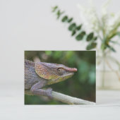 Carte Postale Caméléon éléphant, Madagascar (Debout devant)